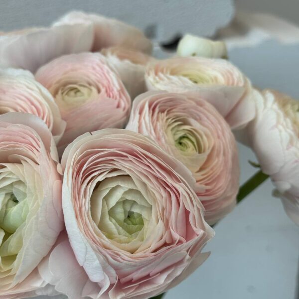 Ranunculus Hanoi jasnoróżowy