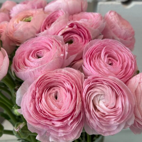 Ranunculus Hanoi różowy