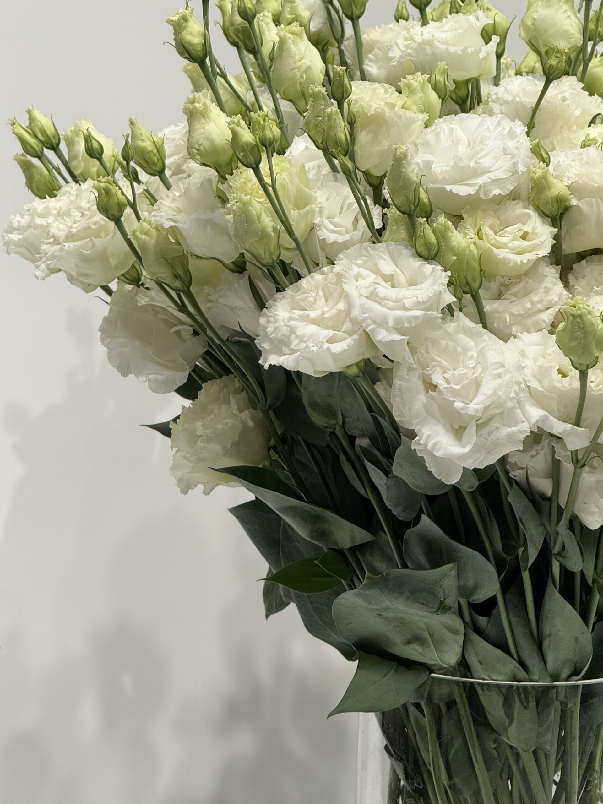Eustoma - obrazek 3