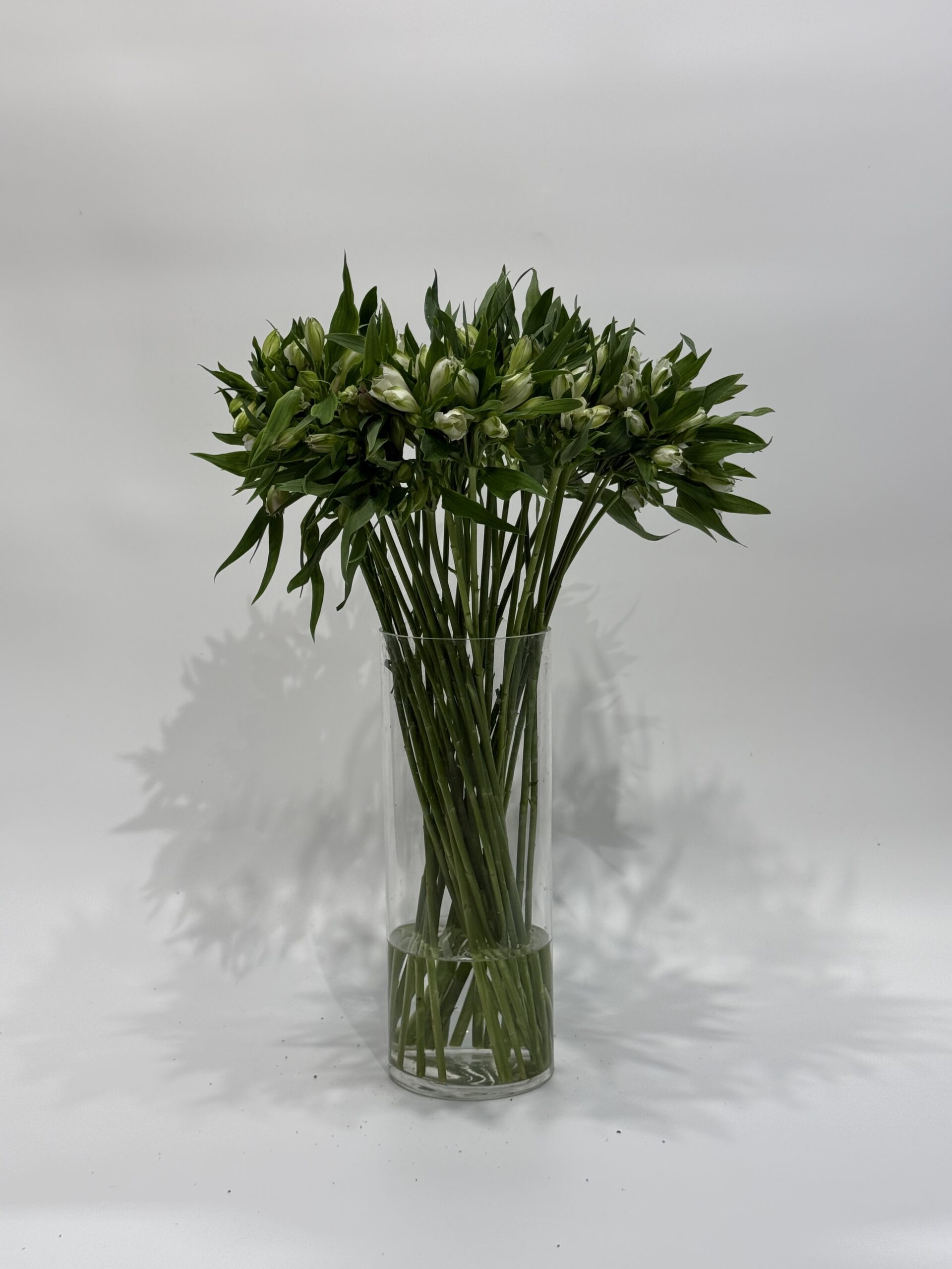 Alstromeria - obrazek 2