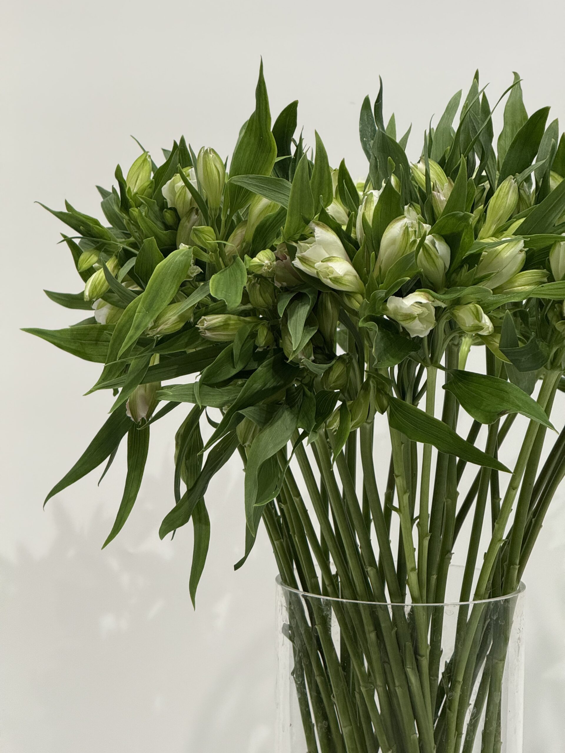 Alstromeria - obrazek 3