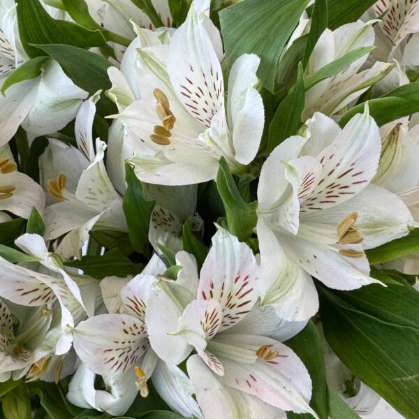 Alstromeria