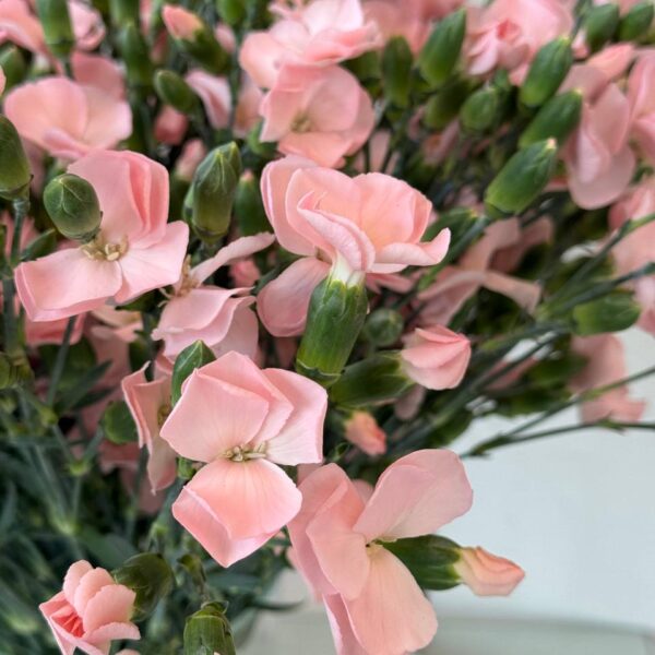 Dianthus gałązkowy