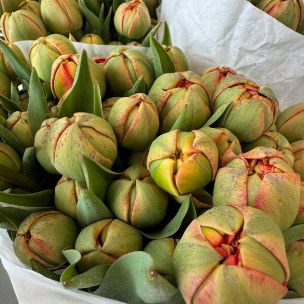 Tulipan pomarańczowy