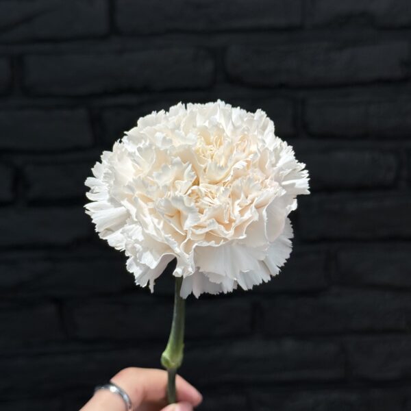 Dianthus