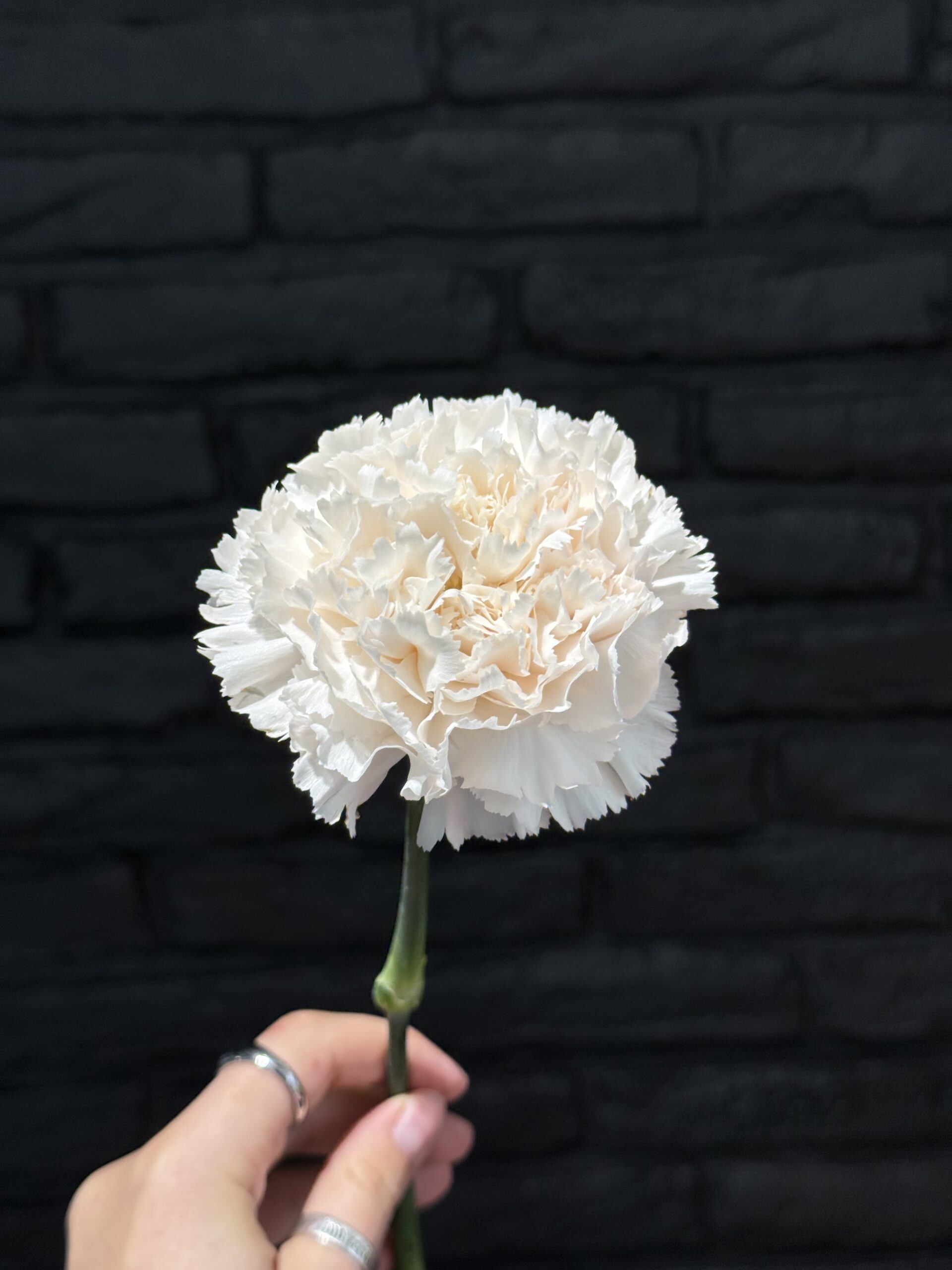 Dianthus