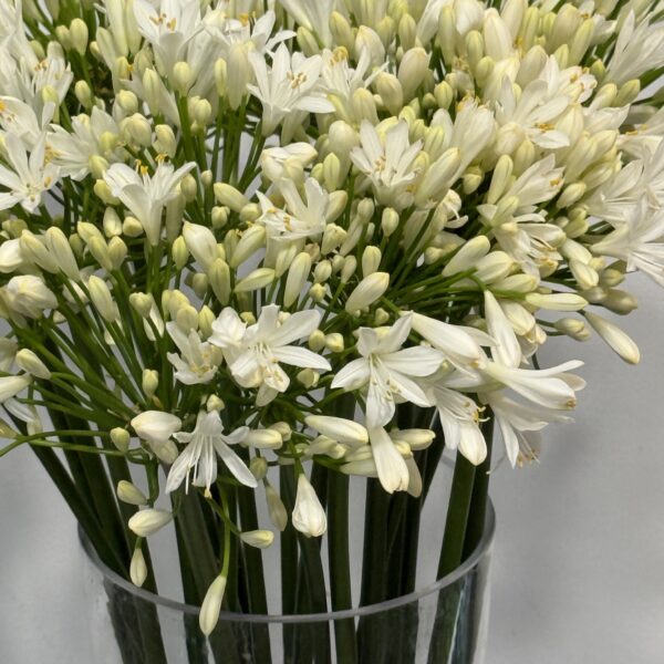 Agapanthus Biały