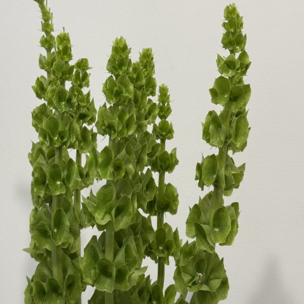 Moluccella