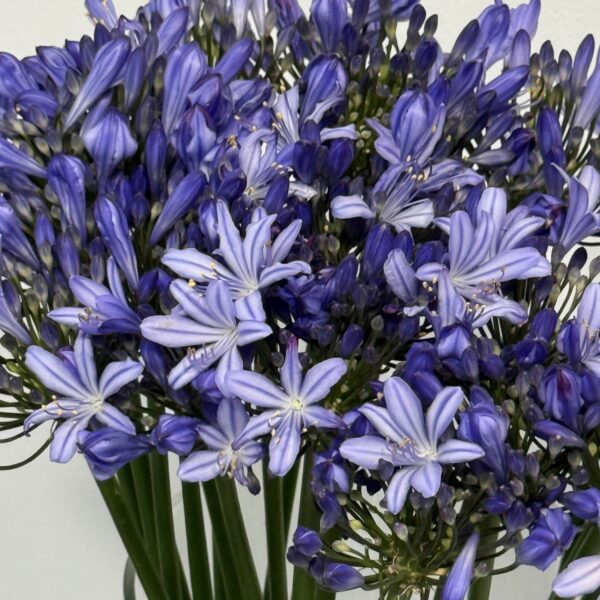 Agapanthus Granatowy
