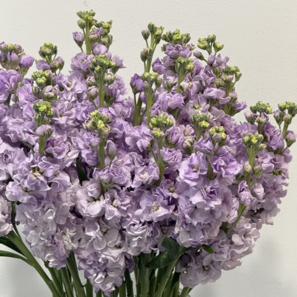 Matthiola Fioletowa