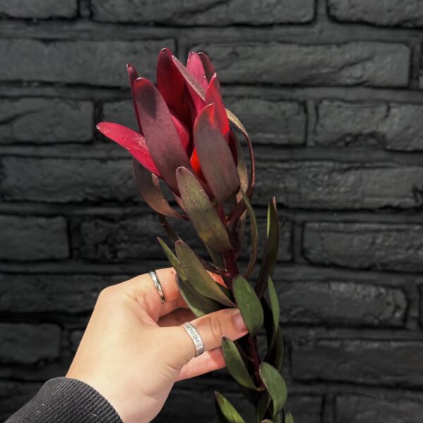 Leucadendron
