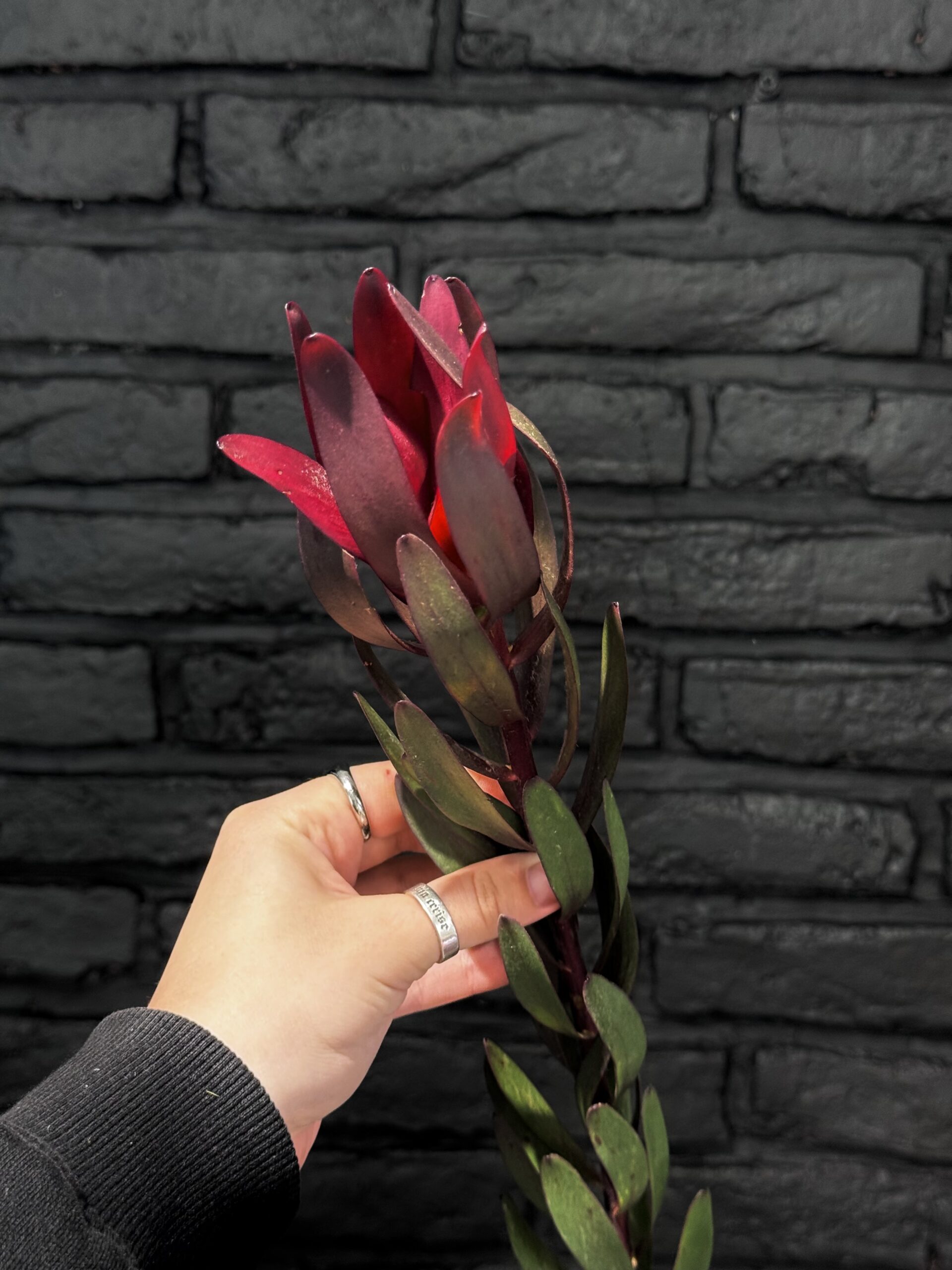 Leucadendron