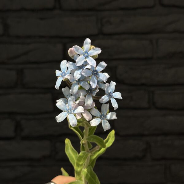 Oxypetalum