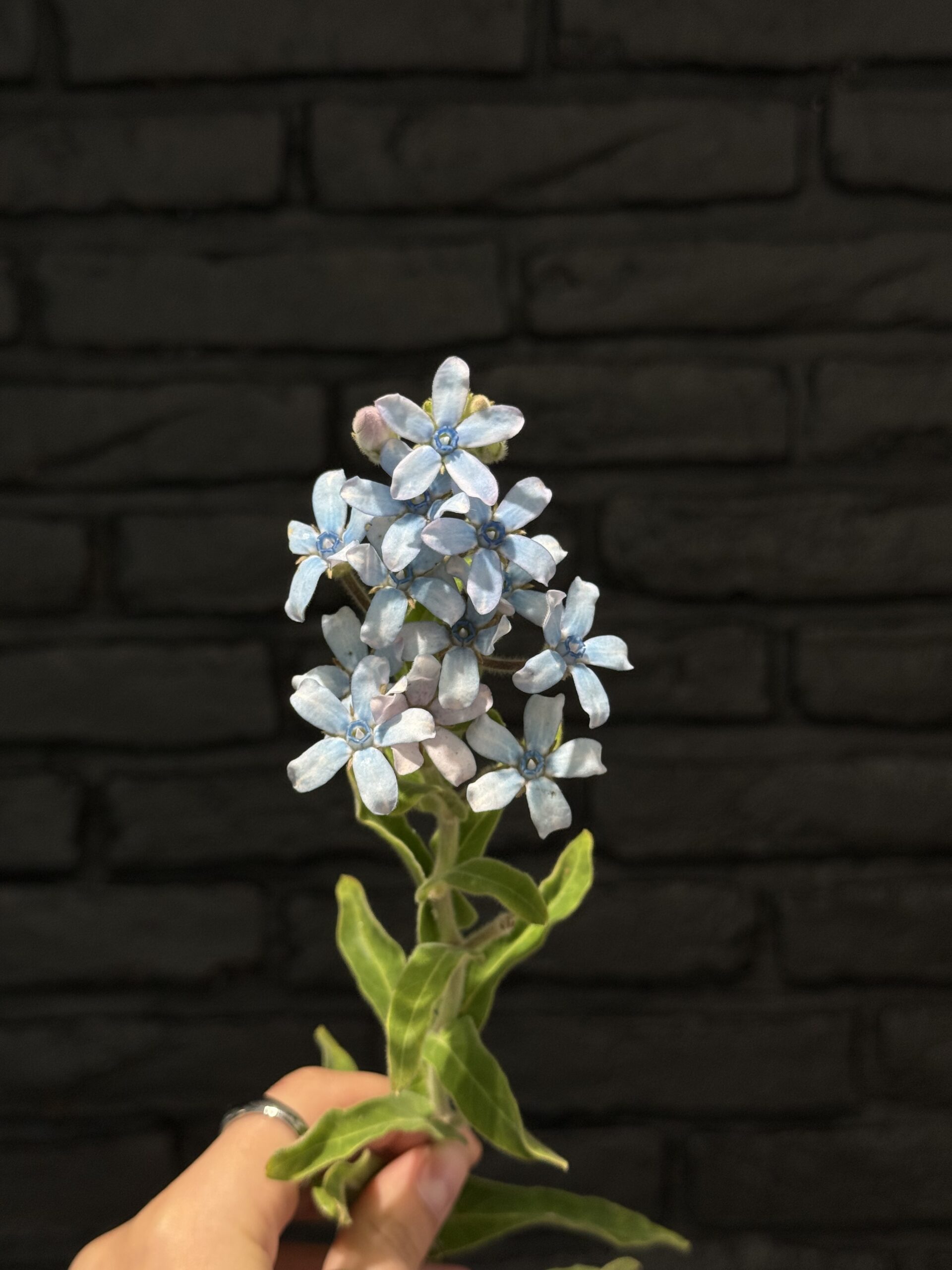 Oxypetalum