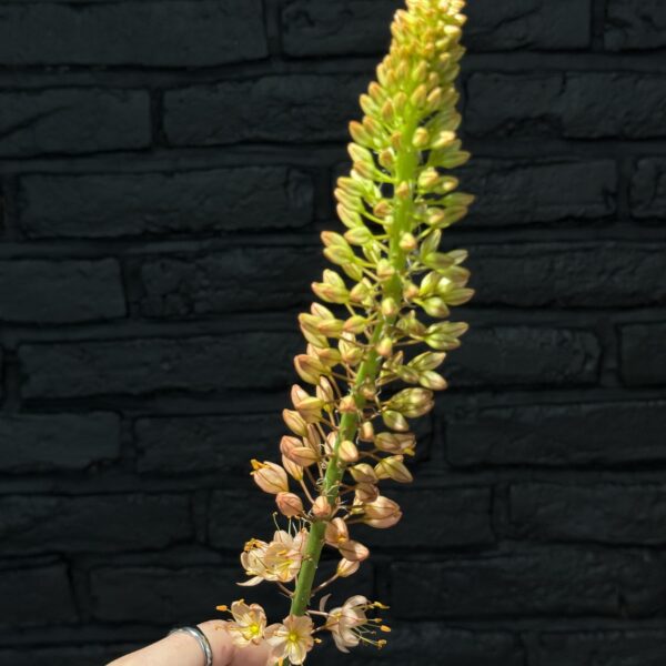 Eremurus