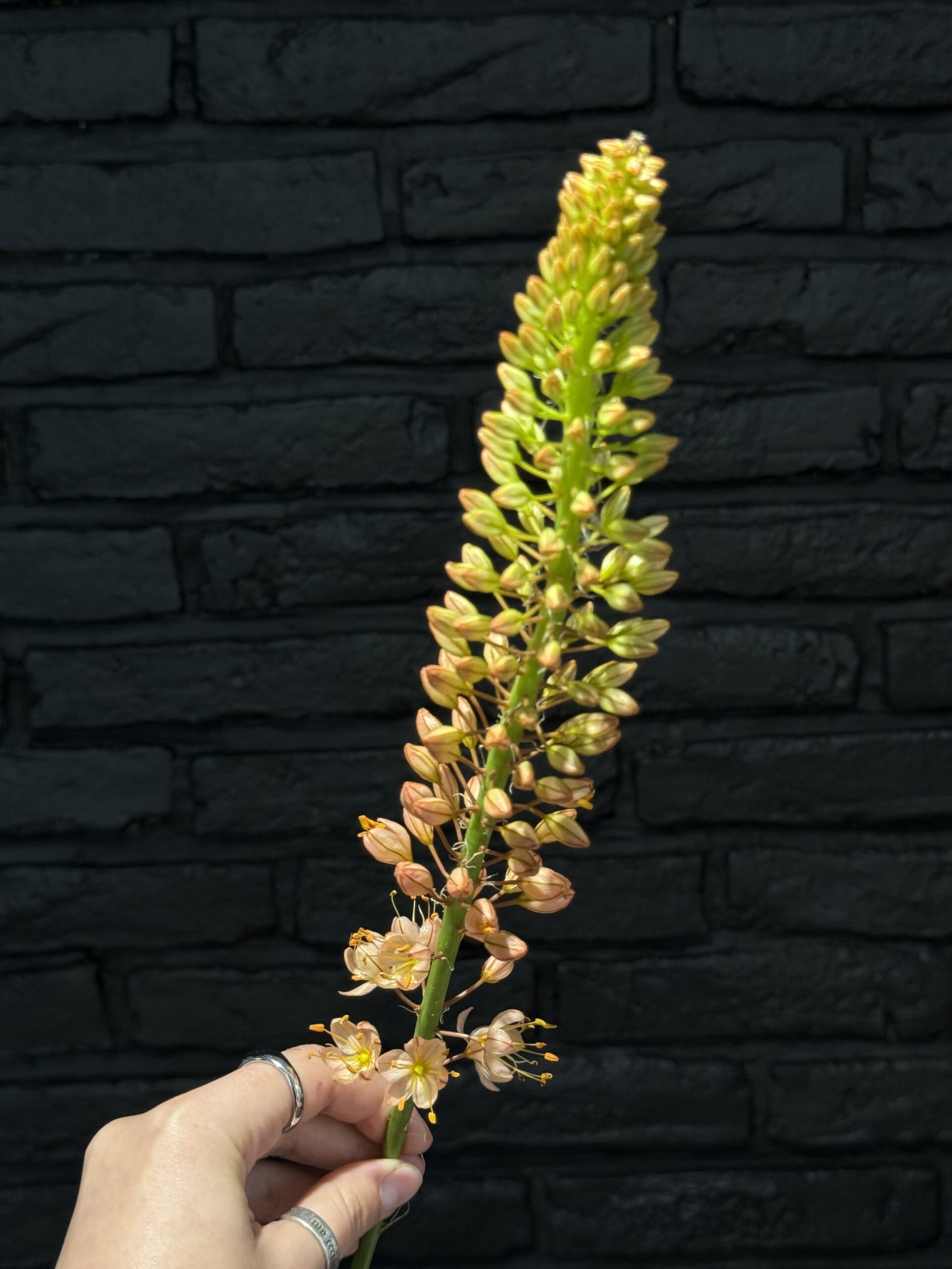 Eremurus