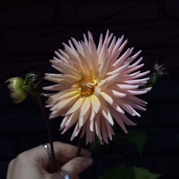 Dahlia
