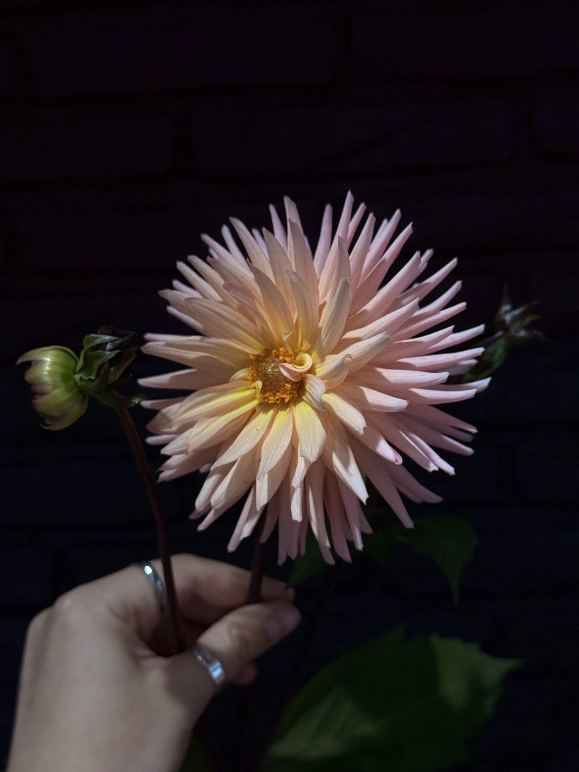 Dahlia