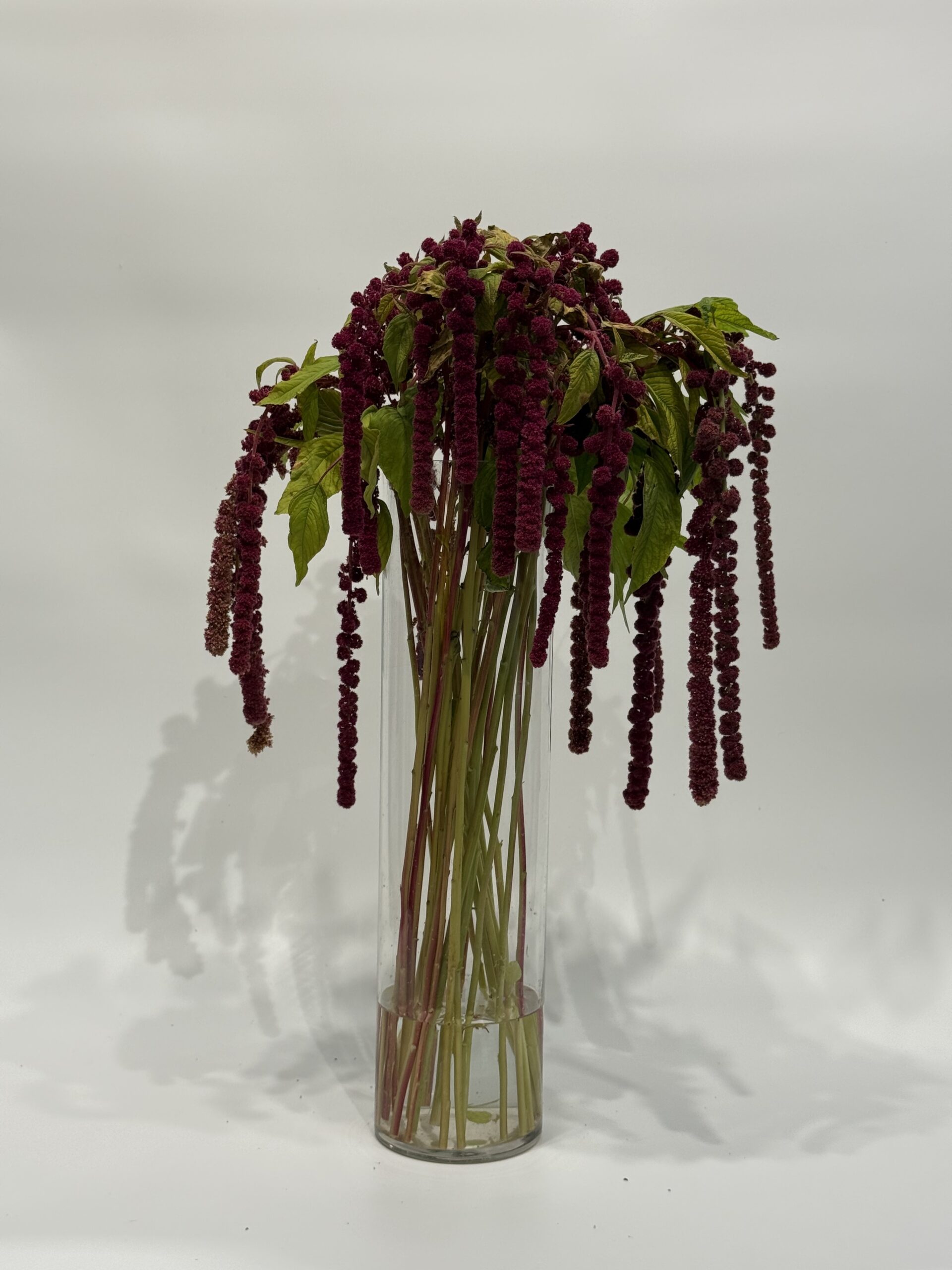 Amarantus Bordowy - obrazek 3